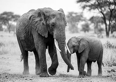 Mother and baby elephant in black and white