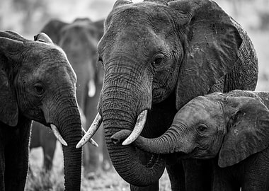 Elephant Family in Black and White