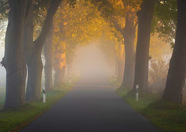 Misty Autumn Road Lined with Trees