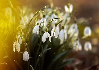 Delicate Snowdrops in Golden Light