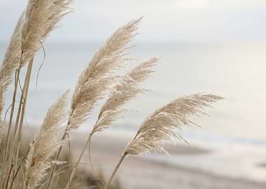 Pampas Grass by the Sea