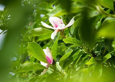 Magnolia Blossoms Among Green Leaves