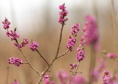 Pink Flowers on Branches