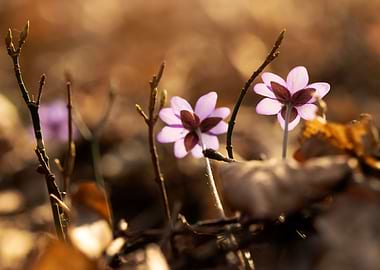 Delicate purple wildflowers in forest