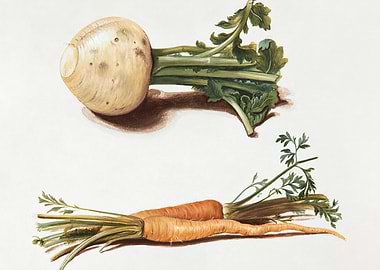 Botanical Illustration of Root Vegetables