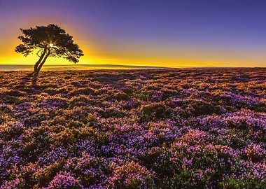 Lone Tree in Heather Field at Sunset