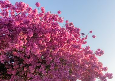 Pink Cherry Blossoms Against Blue Sky