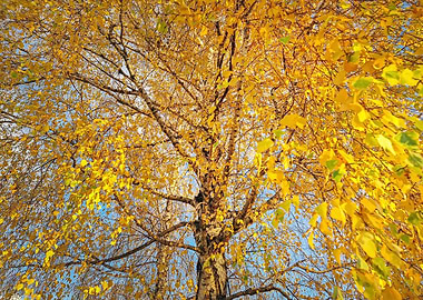 Autumn Birch Tree Canopy