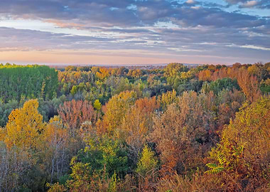 Autumn Forest Canopy at Sunset