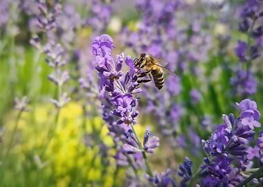 Bee on Lavender