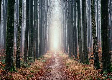 Misty Forest Path with Light