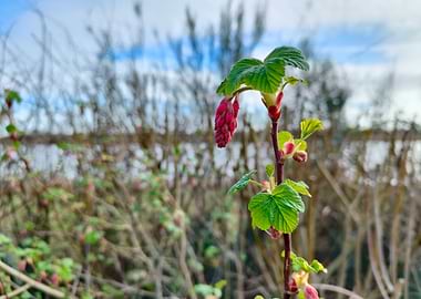 Red Currant Budding Plant