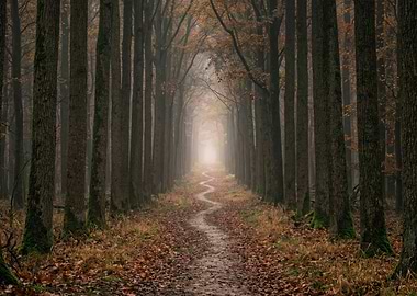 Winding Path Through Autumn Forest