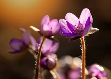 Delicate Purple Wildflowers in Sunlight