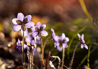 Delicate Purple Spring Flowers