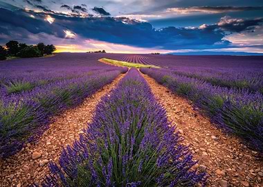 Lavender Field at Sunset