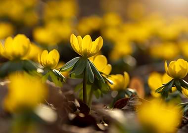 Yellow Winter Aconite Flowers in Sunlight