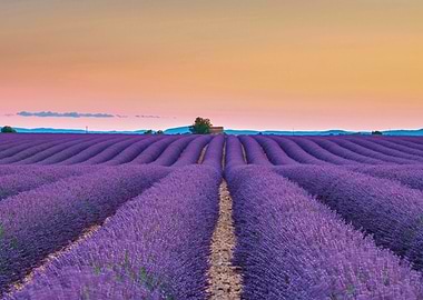 Lavender Field at Sunset