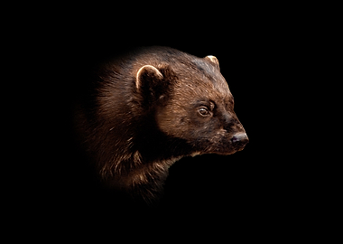 Wolverine Portrait in Darkness