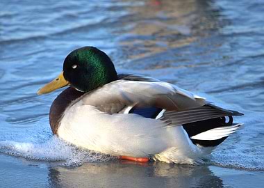 Mallard Duck Resting in Water