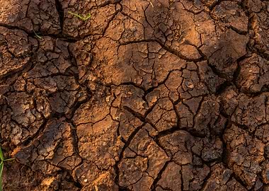 Cracked Dry Earth with Sprouts