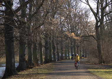 Cyclists on a tree-lined path