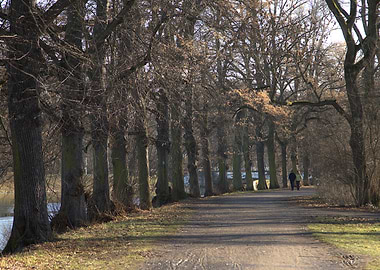 People walking on a tree-lined path