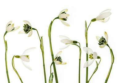 Snowdrops on White Background