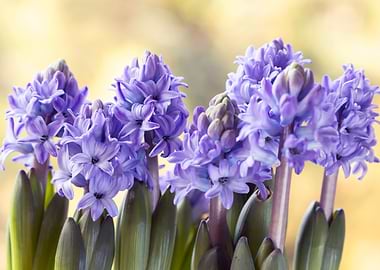 Purple Hyacinth Flowers