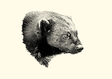 Wolverine Portrait Sketch