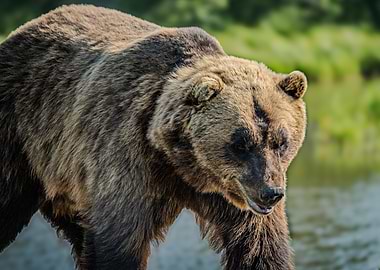 Alaskan Grizzly