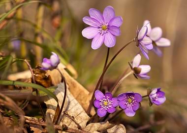 Purple wildflowers in forest floor