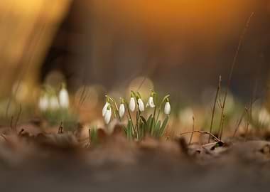 Delicate Snowdrops in Soft Sunlight
