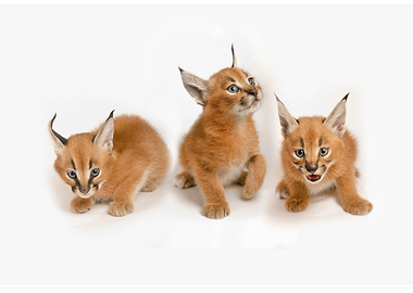 Three Caracal Kittens on White Background