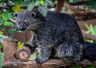 Binturong on a Tree Branch
