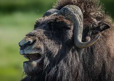 Musk Ox Close-up