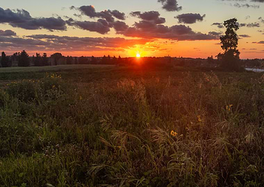 Sunset over a field with a lone tree