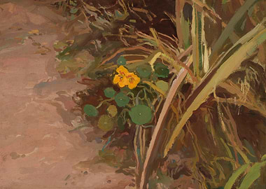 Nasturtium Flower in Garden