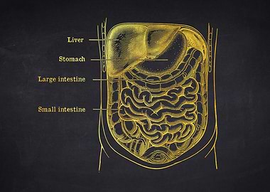 Small Intestine Anatomy