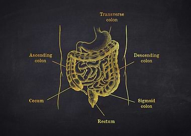 Large Intestine and Colon Anatomy