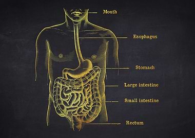 Stomach Anatomy Illustration