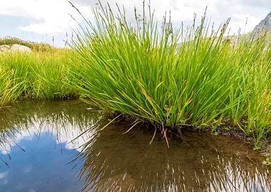 Lush Green Grass by a Reflective Pond