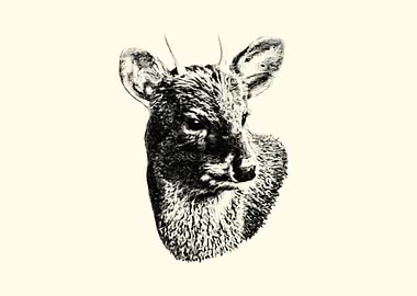 Pencil Sketch of a Southern Pudu