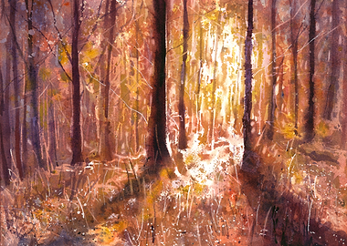 Sunlight through Autumn Forest