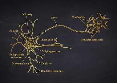 Multipolar Neuron Diagram