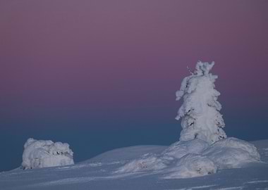 Frozen Arctic Snow Tree at Purple Twilight