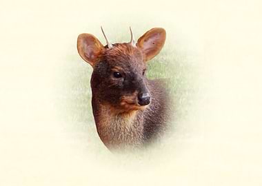 Southern Pudu portrait