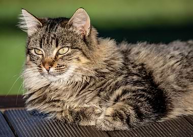 Long-haired tabby cat resting