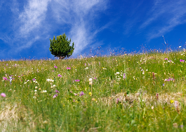 Lone tree on a wildflower meadow