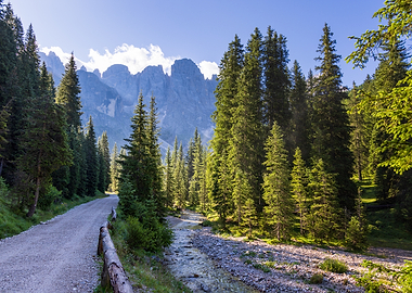 Mountain Road Through Pine Forest - Val Venegia